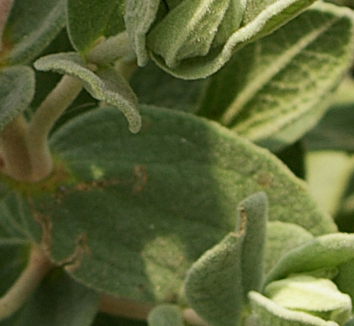 Cistus albidus / Cisto